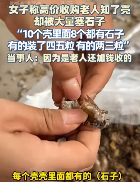 坏了良心！陕西铜川，一女子收购知了壳，心软以高价回收了一个老人的壳子，本想着能帮