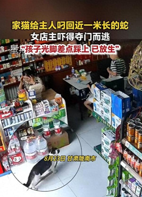 不管家猫野猫，能捕蛇的就是好猫！甘肃陇南，一只年仅8个月大的家猫竟叼回一条近1米
