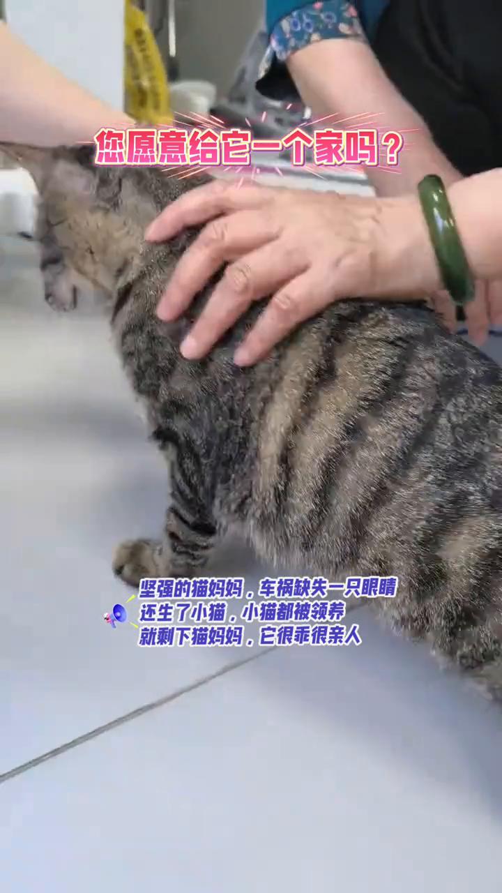 您愿意给它一个家吗？坚强的猫妈妈，车祸缺失一只眼睛，还生了小猫，小猫都被领养，就