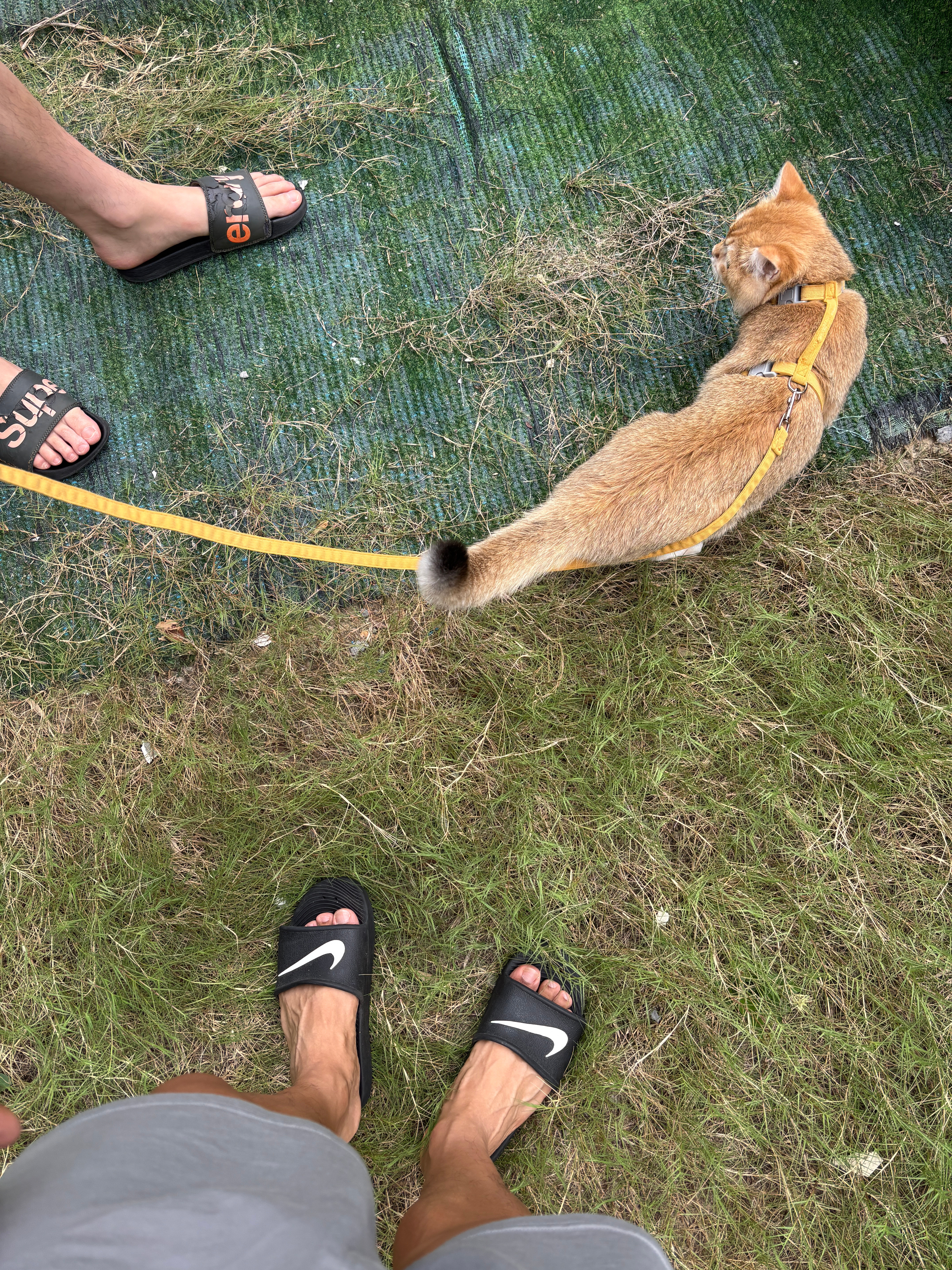 做饭遛猫​​​