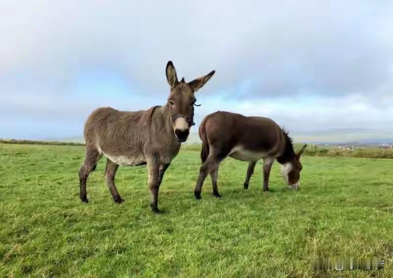 都说挂羊头卖狗肉，现在又来个挂驴头卖马肉，总之都不是真肉！物以稀为贵，驴和马