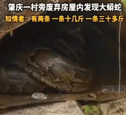 太吓人了！广东肇庆，女子出门闲逛，发现一废弃屋内有动静，她以为是野猫，结
