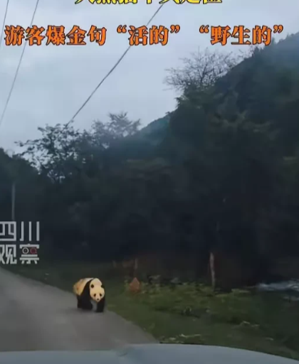 “太惊喜了”四川雅安，近日，有一名男子晚上驾车外出，在经过一条土路的时候，借着微