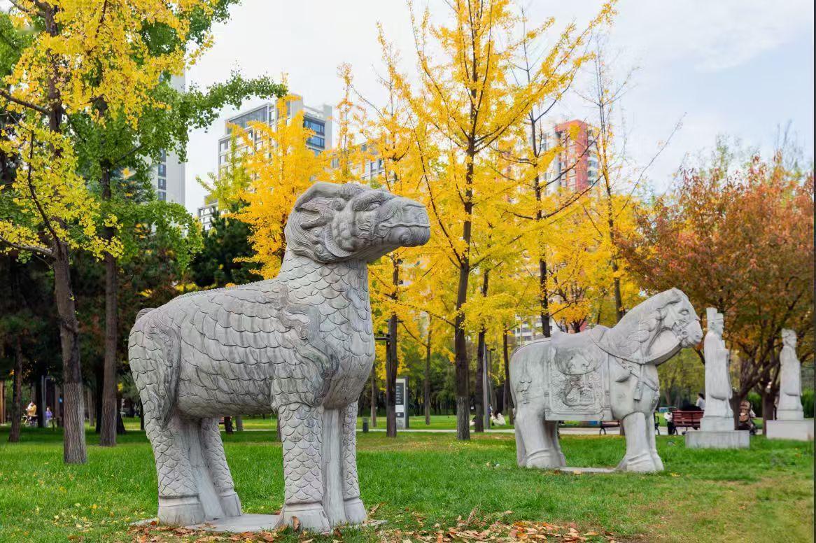 分享你身边的秋色秋光裹着银杏的金，落在石兽的鳞纹上。它与鞍马静立草坪，任城市的风