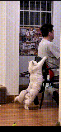 你看这只软乎乎的小布偶，天天在小哥哥身后“拍拍打打”。你哥一坐下来忙自己的事，它