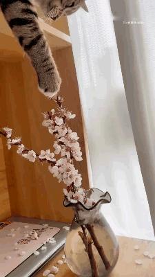 猫咪：手真欠儿！