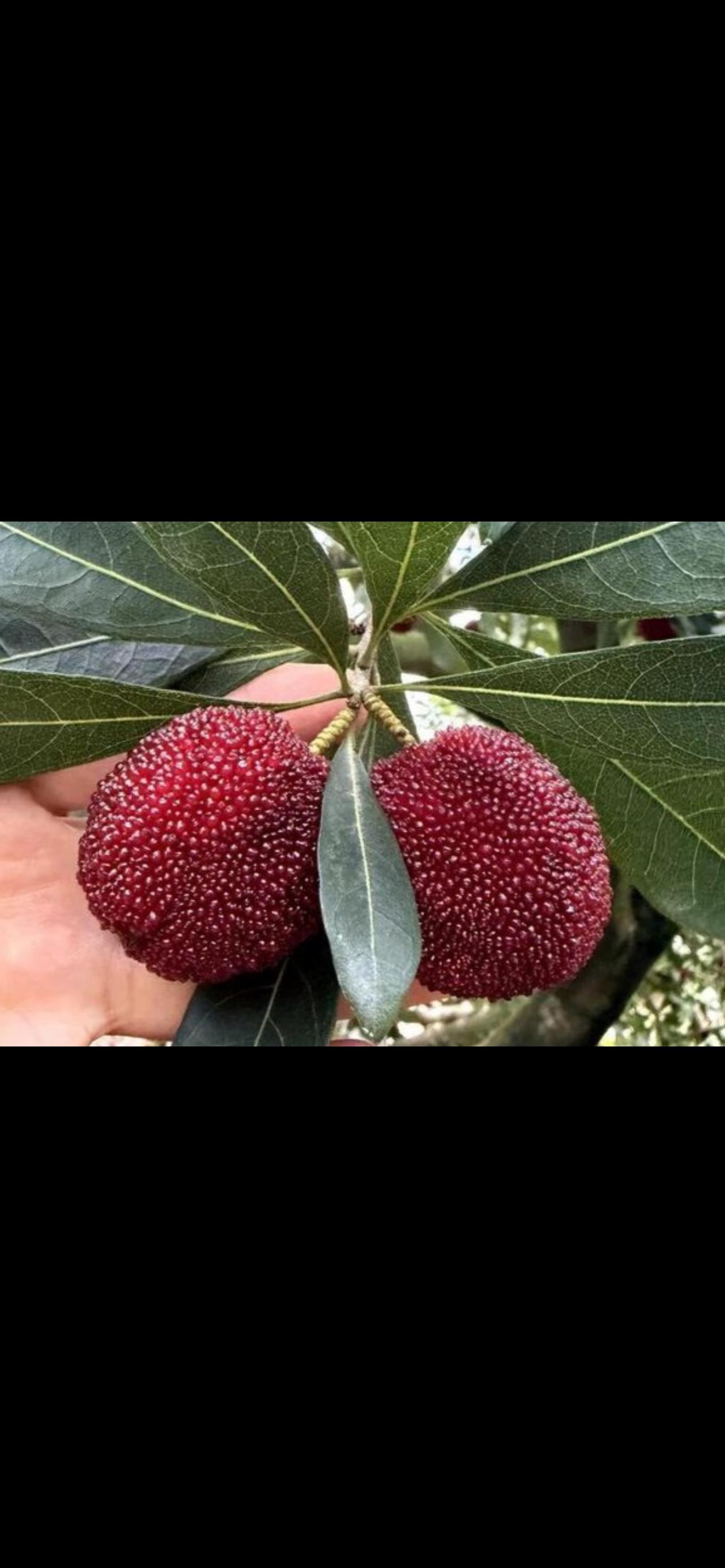 别再冤枉浙江好杨梅了！果农含泪喊话：我们的杨梅真没泡药！全网都在说杨梅泡药水