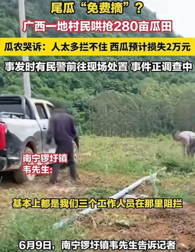 280亩西瓜被哄抢，村民一句“以为免费”就能免责？法律不答应！