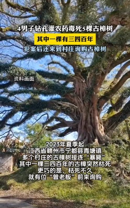 “死刑都算轻了！”江西赣州，一棵三四百岁古樟树莫名枯死，可碰巧的是，几乎同一时间