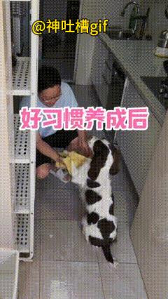 好习惯的狗狗：回到家后，第一时间到洗手池，把双手双脚洗干净，还知道让主人把双手双