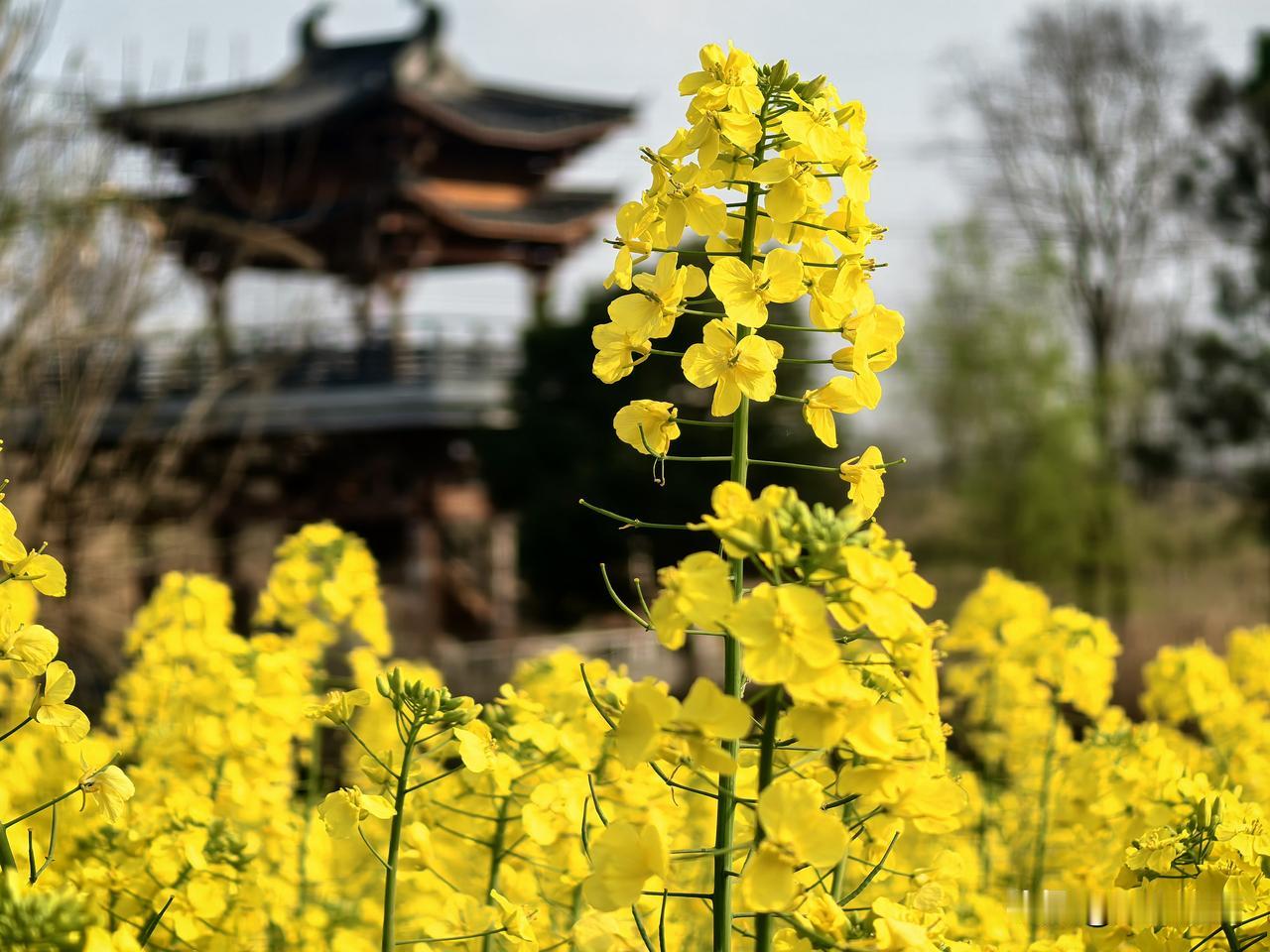 春日生活打卡季离家不远的田埂边，一片油菜花悄然开了。嫩黄的花穗挨挨挤挤，在风里轻