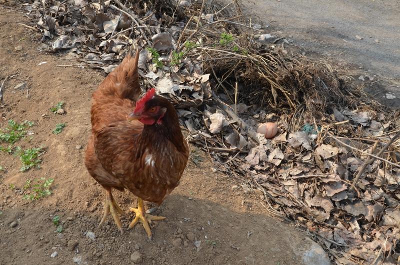 那年去阳江避寒的经历太难忘了。看到篱笆院里的散养鸡，我想着买一只尝尝，给300