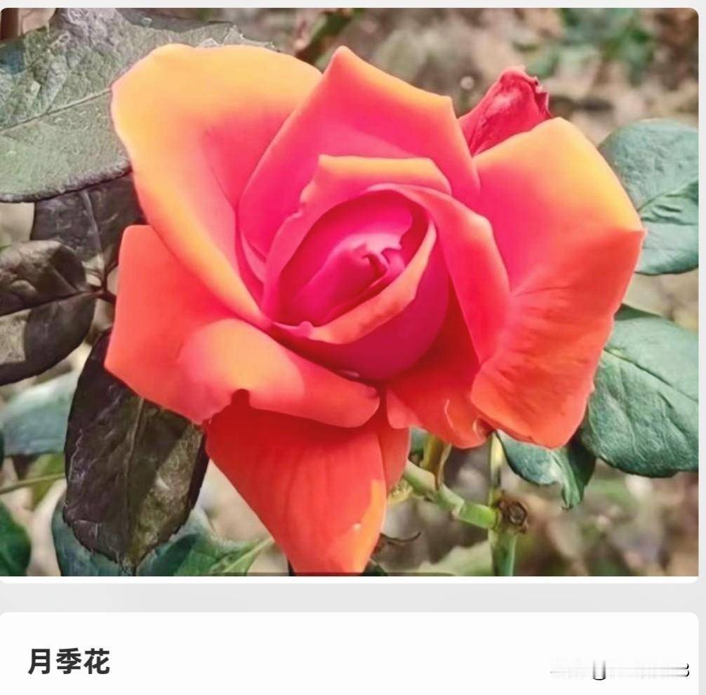 据说以下五种花，最有潜力成为世界五大名花，爱花的你认同么？世界五大名花通常