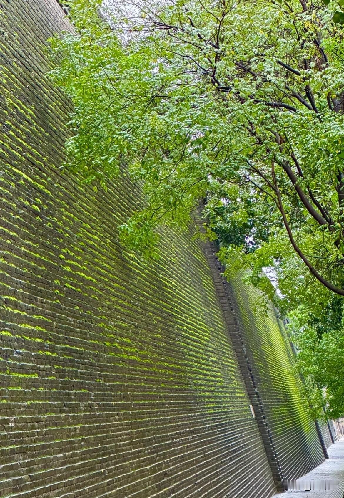 西安雨下的把城墙都下绿了？古城墙的砖石缝隙里，青苔愈发鲜绿，仿佛给厚重的城墙披