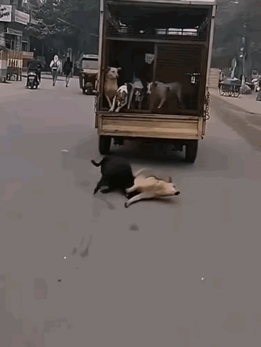 勇者生，弱者亡。