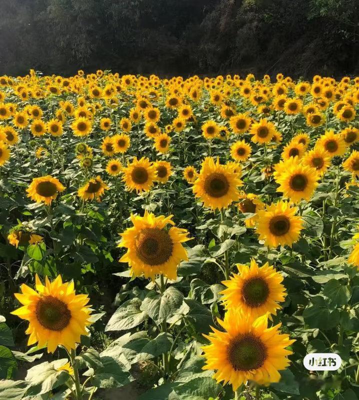 向日葵的种植方法：一、种植时间向日葵的蕞佳种植时间是每年的四月到六月。这段时间温