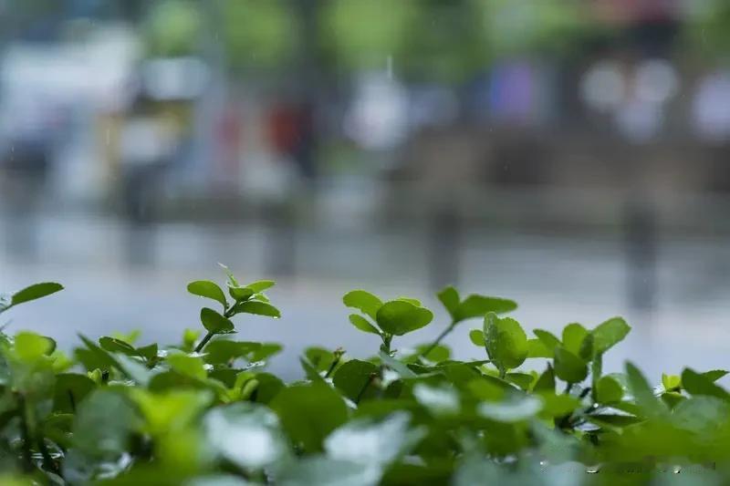 看了下天气预报，明后天依旧有雨，连着十来天的阴雨天气，连带着人都郁闷了，