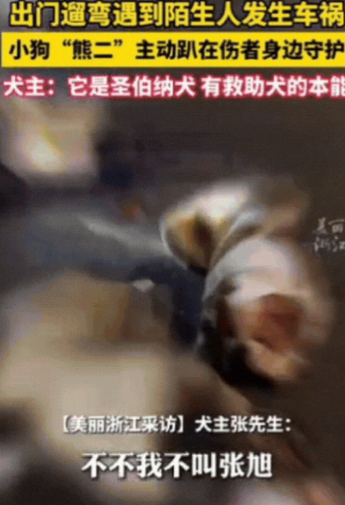 “太有灵性了！”黑龙江，男子出门遛狗，遇到2个女生发生车祸，趴地上动弹不得，他急