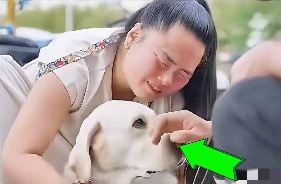 带着主人爬泰山的导盲犬芬迪，已经完成与王女士的任务，返回大连基地。在王女士与