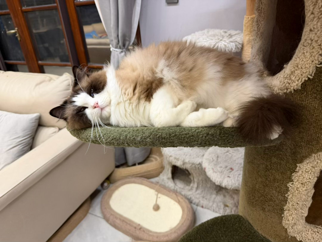 我说实话布偶就是性格不好相貌很差的猫，团团乖乖加起来都不如豆豆一根