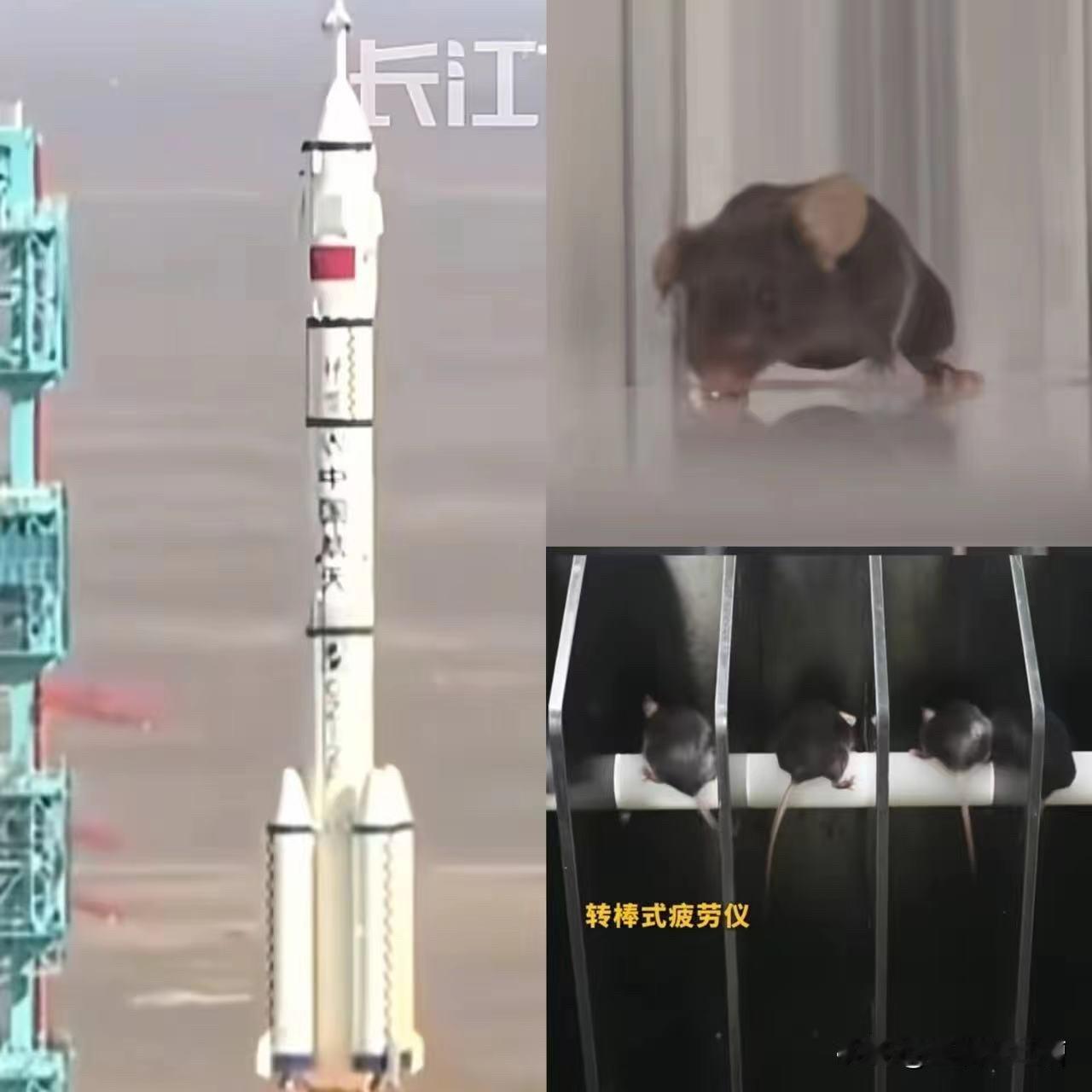 这下出名了,不仅中国,连全世界都知道了,今晚除了三位航天员上天空,另外还有四