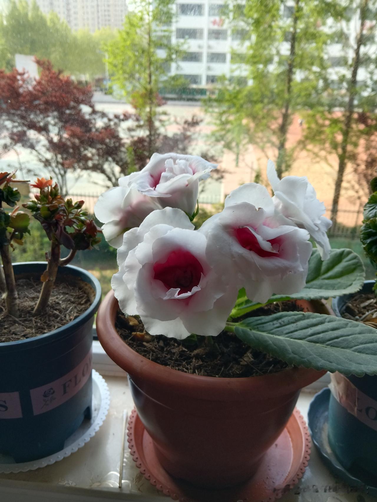 世上最养人、最旺己的二十六样，你占几样？一、养花养眼怡情。精心选几盆喜欢的