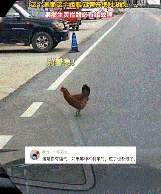 “解释不清了”。贵州，一男子开车途中，遇到一只母鸡带着幼崽过马路，本是可以直接过
