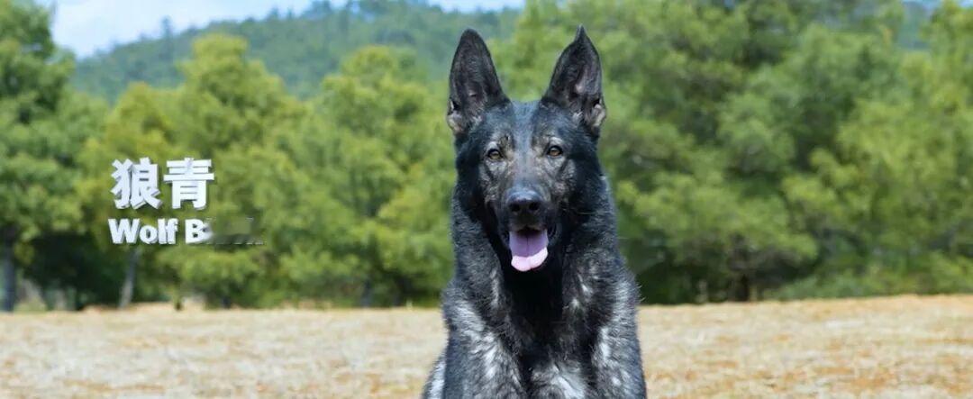 中国“无言战士”太牛了！公安部力推昆明犬，自主培育还火到10多个国家家人们