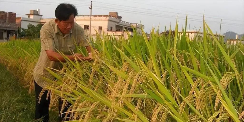 中国科学家让竹子和水稻