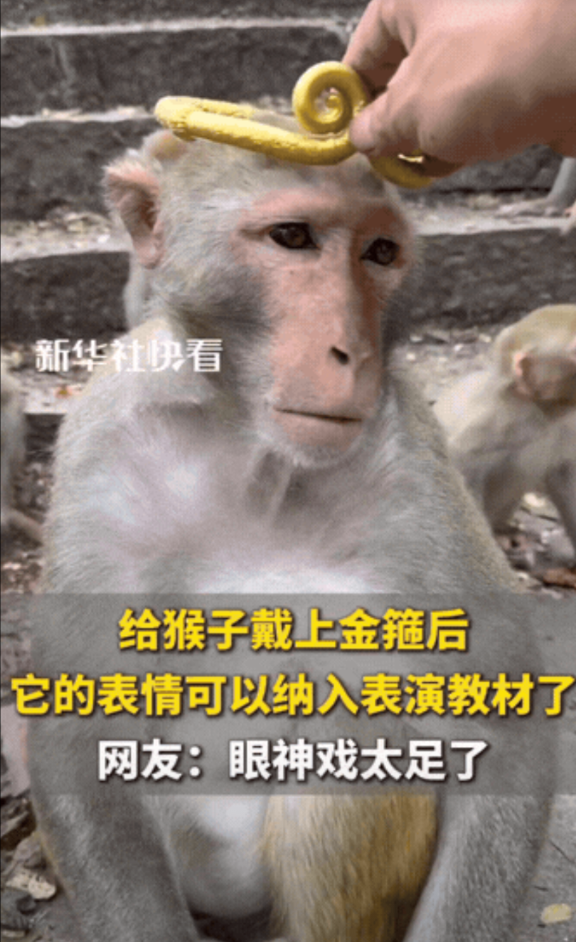 “彻底解释不清了！”贵州，一男子拿了一个金箍给猴子戴在了头上，他想试试这只猴子戴