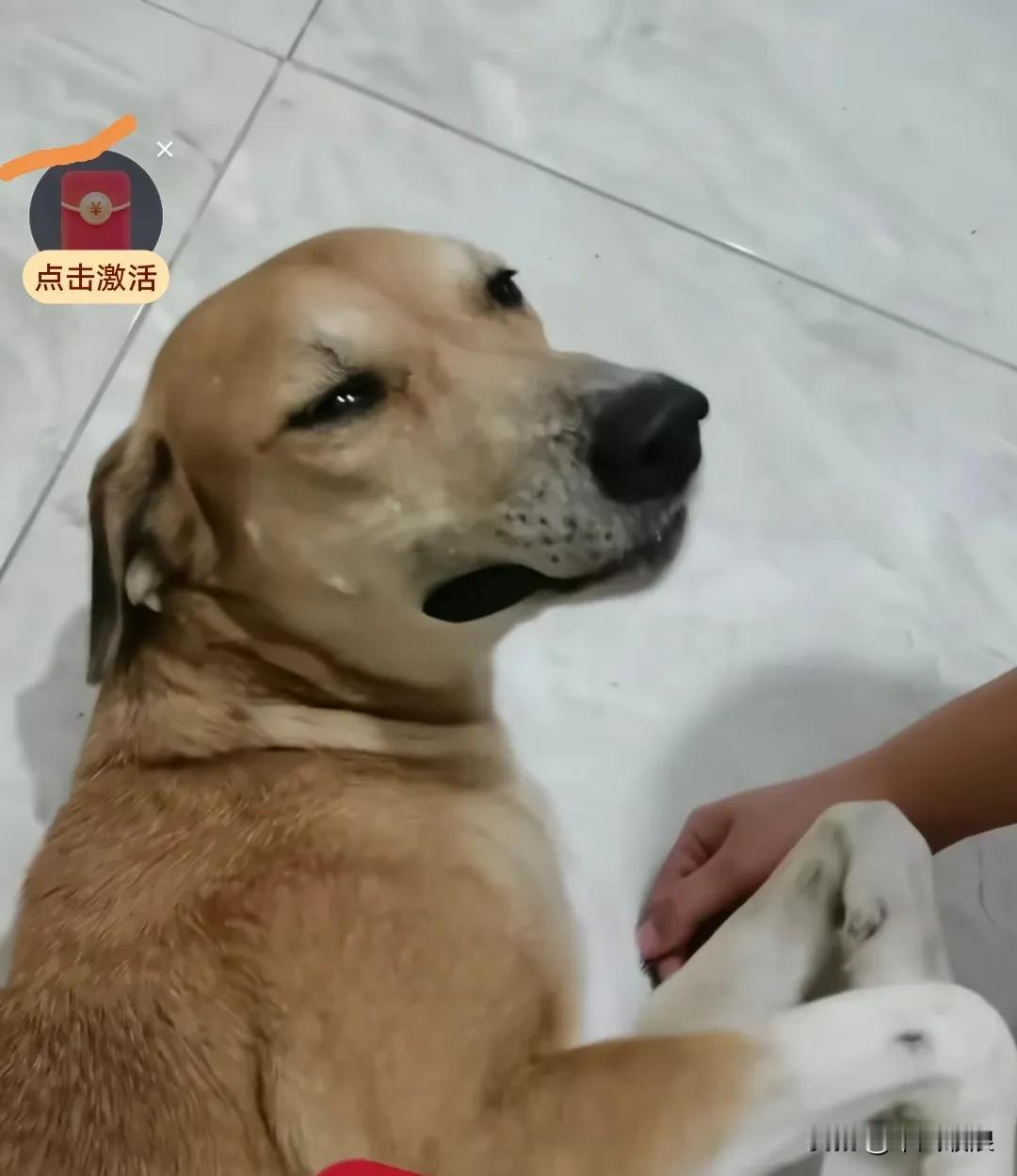 狗妈妈生了五只小狗，全都被送人了。回来之后，它看到十分伤心，精神萎靡，哭得很是凄