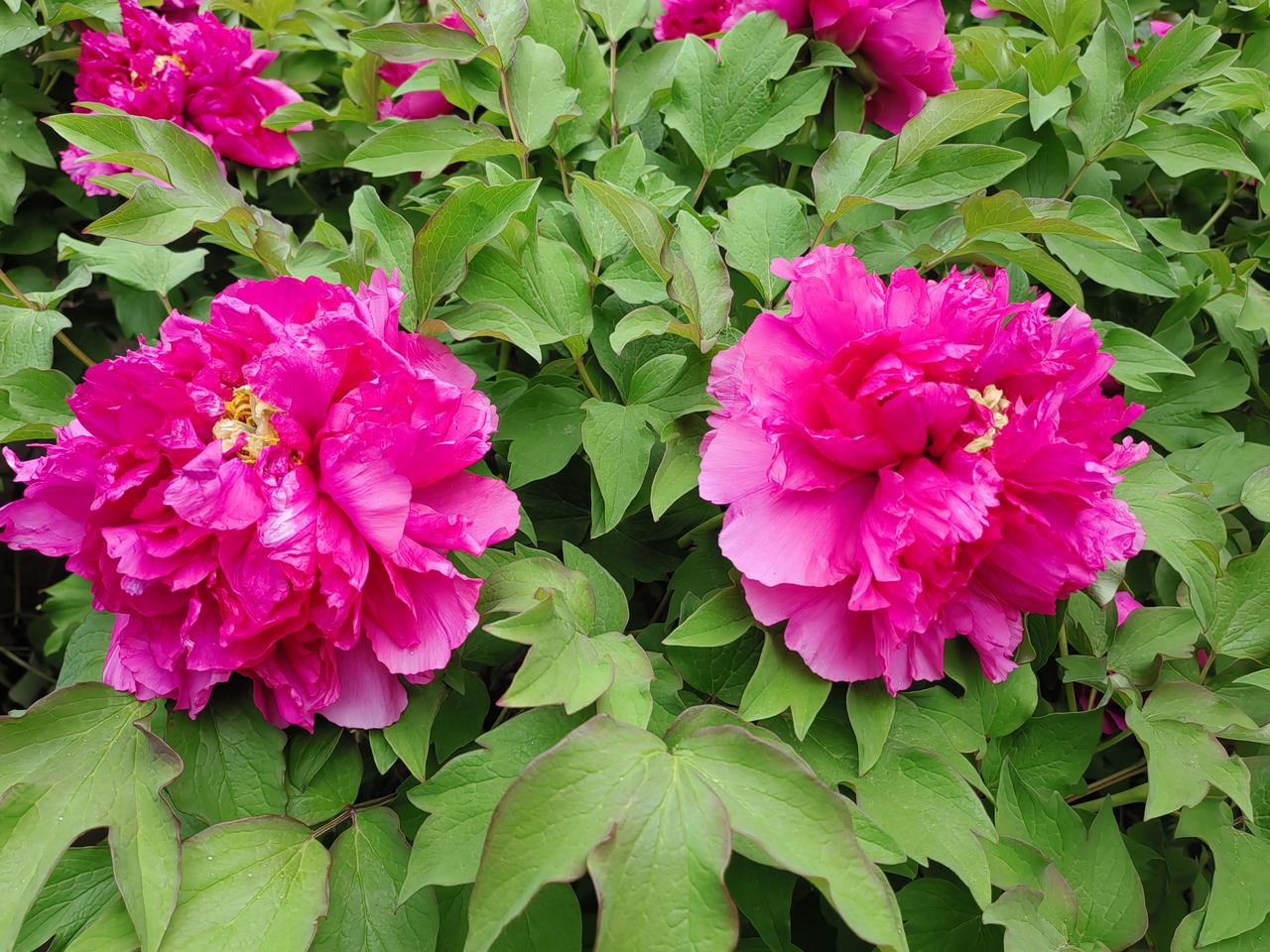 吃过饭，吃过水果。跟老伴说起我受得窝囊气。批评学生口气有点不好，学生顶