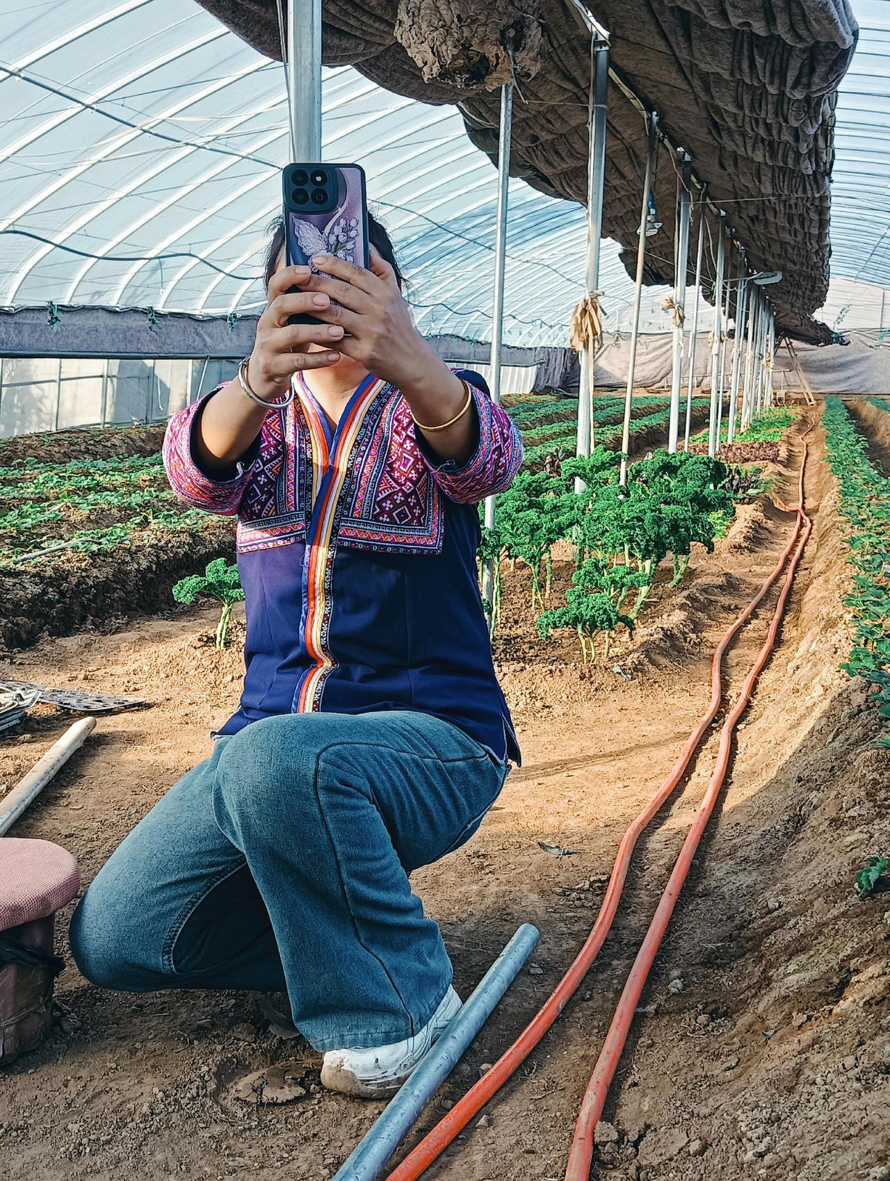 有机草莓蔬菜采摘。