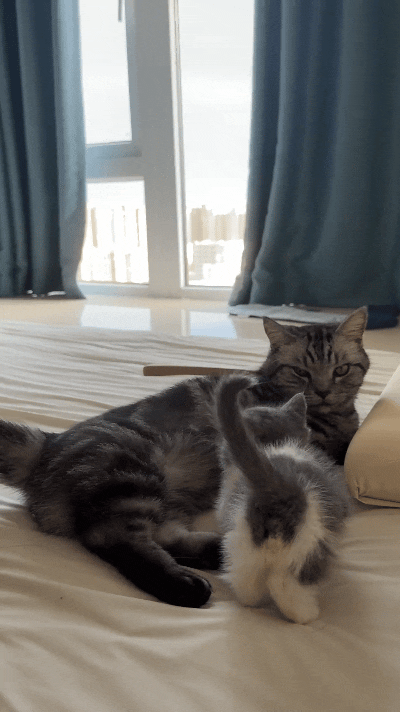 你瞅瞅这大猫，正搁那儿眯着眼准备睡个安稳觉嘞，结果小崽子颠颠跑过来，非要蹭着吃奶