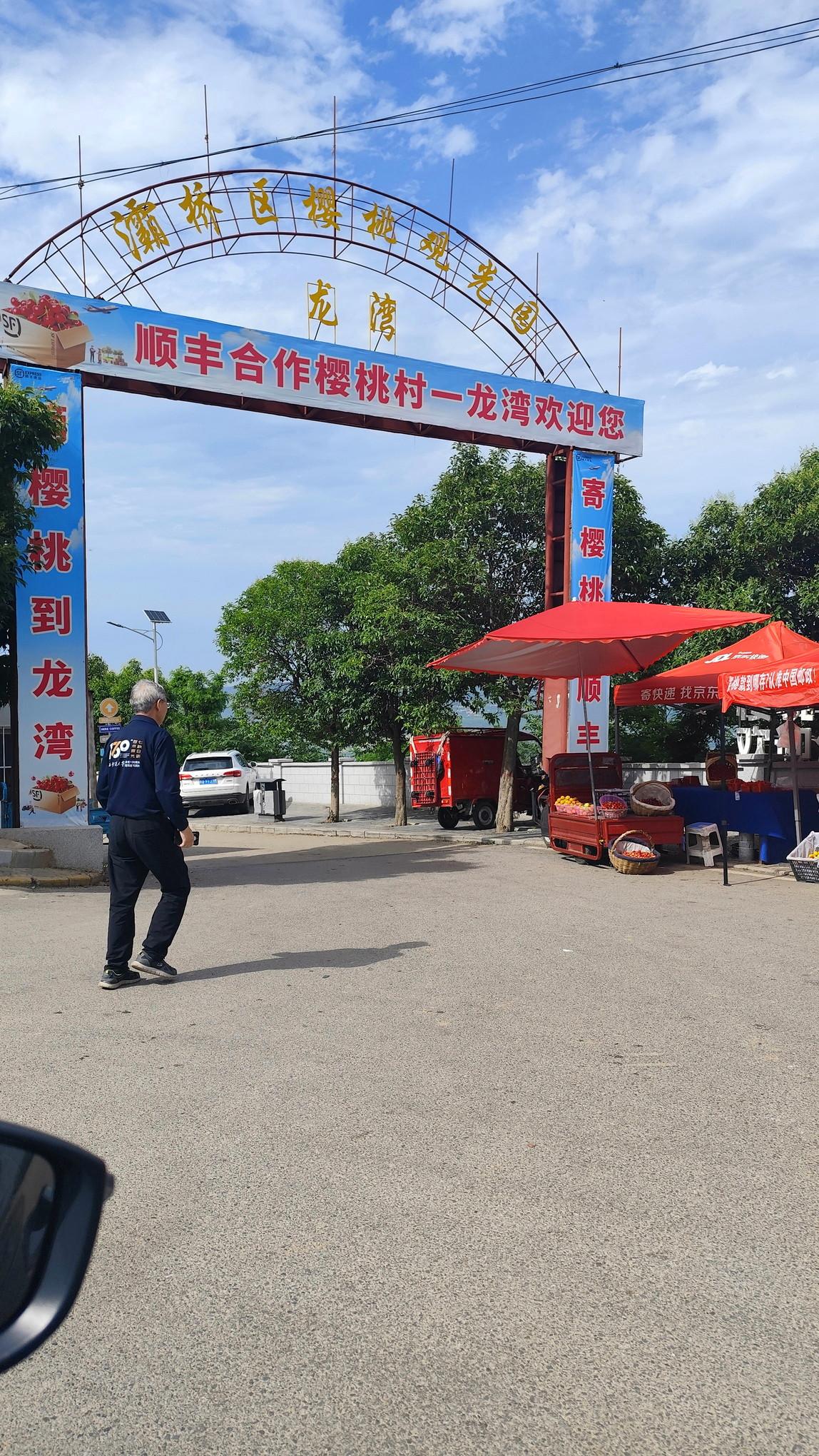 【白鹿原樱桃遭贱卖！果农一季辛苦换来满地叹息】本该是丰收季，西安白鹿原的樱桃种植