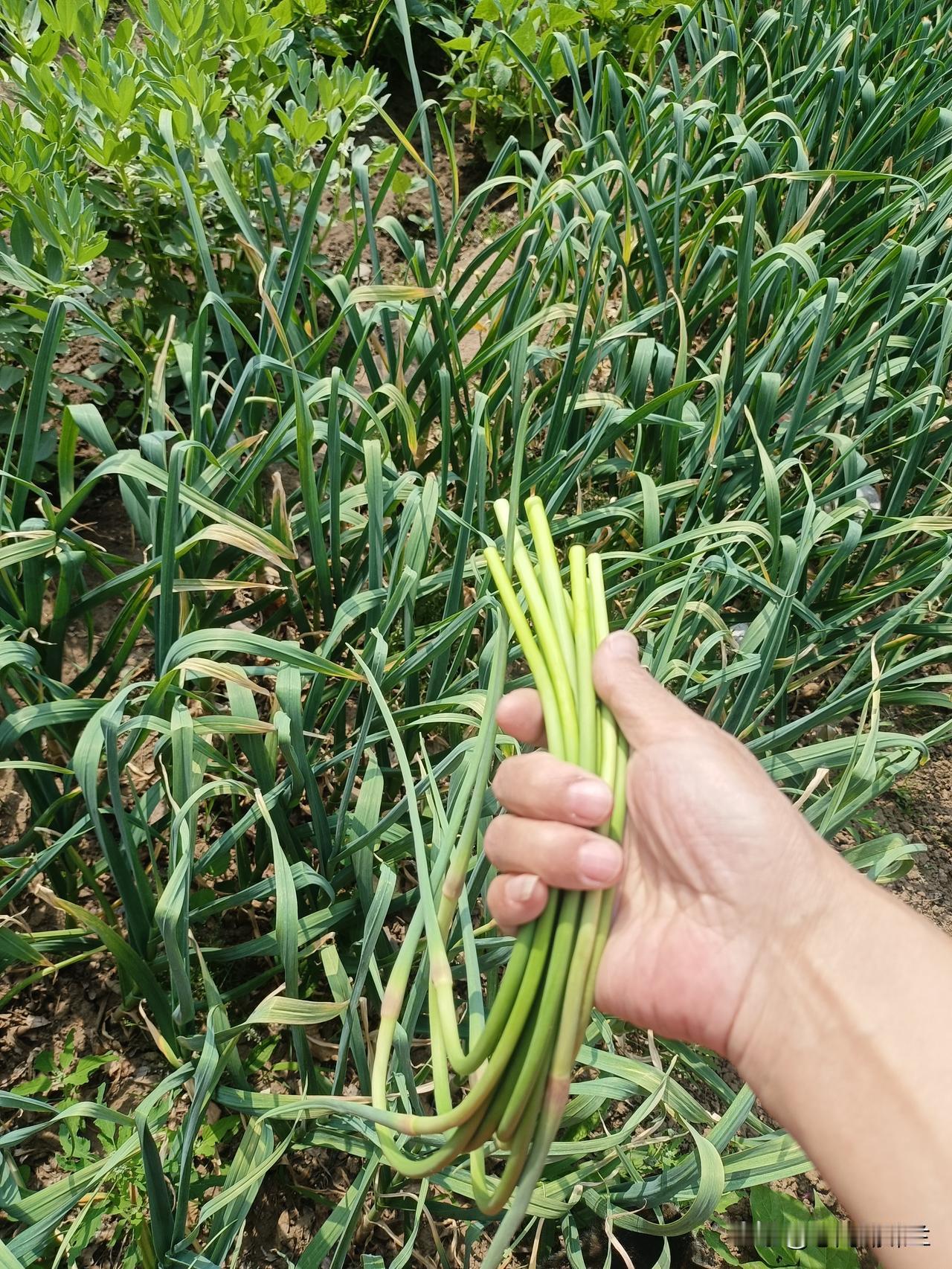 我家的大蒜终于长蒜苔了，上午去菜园抽蒜苔，其实蒜苔不多，只有朝阳地方长得多一点。