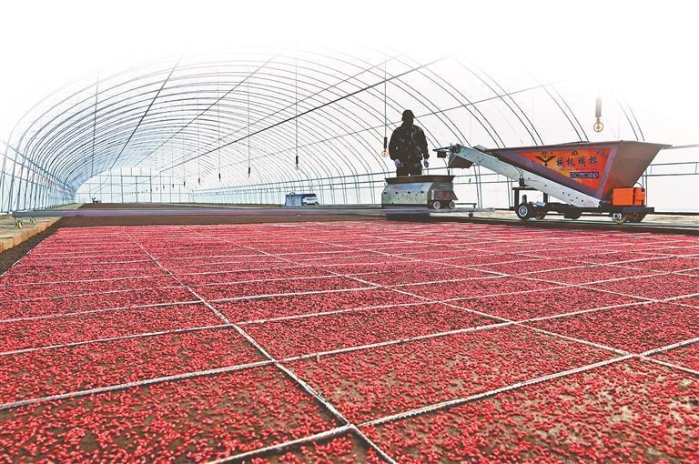 芽种下摆与播种“双轨并行”