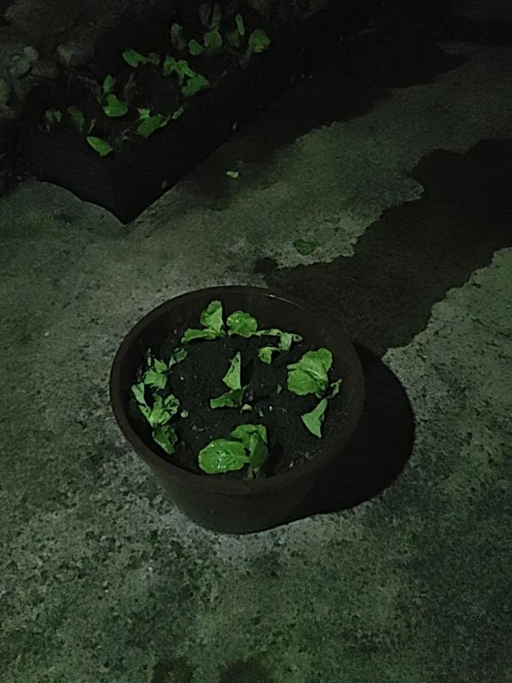 在怒江老家给自己弄了个小花盆，种上小白菜，感觉特别治愈。怒江的气候好，阳光充足，