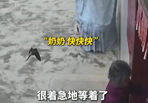 “万物有灵！”广东一奶奶忘给家里的燕子留门，谁料燕子爸妈急疯了，在门外不停地飞来