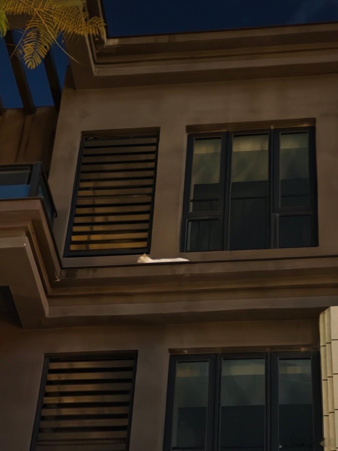 经过一天一夜，总算把猫咪全都找回来了。只是都受了不小的惊吓，不让人靠近，还有一只