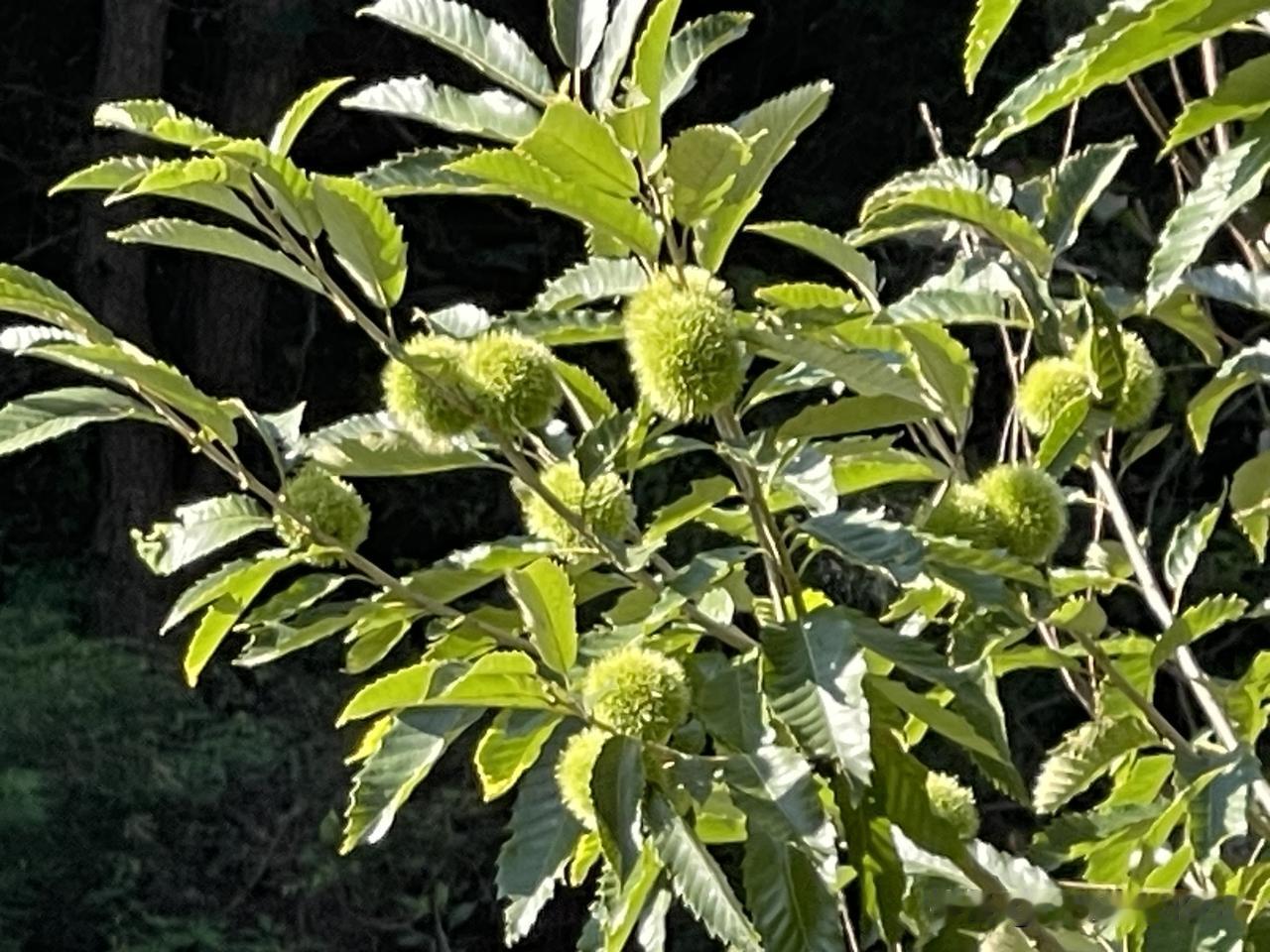 秋日生活打卡季秋天是收获的季节，是多彩的世界，当天气凉爽了，果实弥补了落叶带给我
