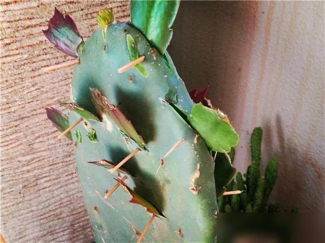 天呐！蟹爪兰嫁接到仙人掌“三姐妹”上，居然能长成老花树开成花瀑布？！最近看好多花