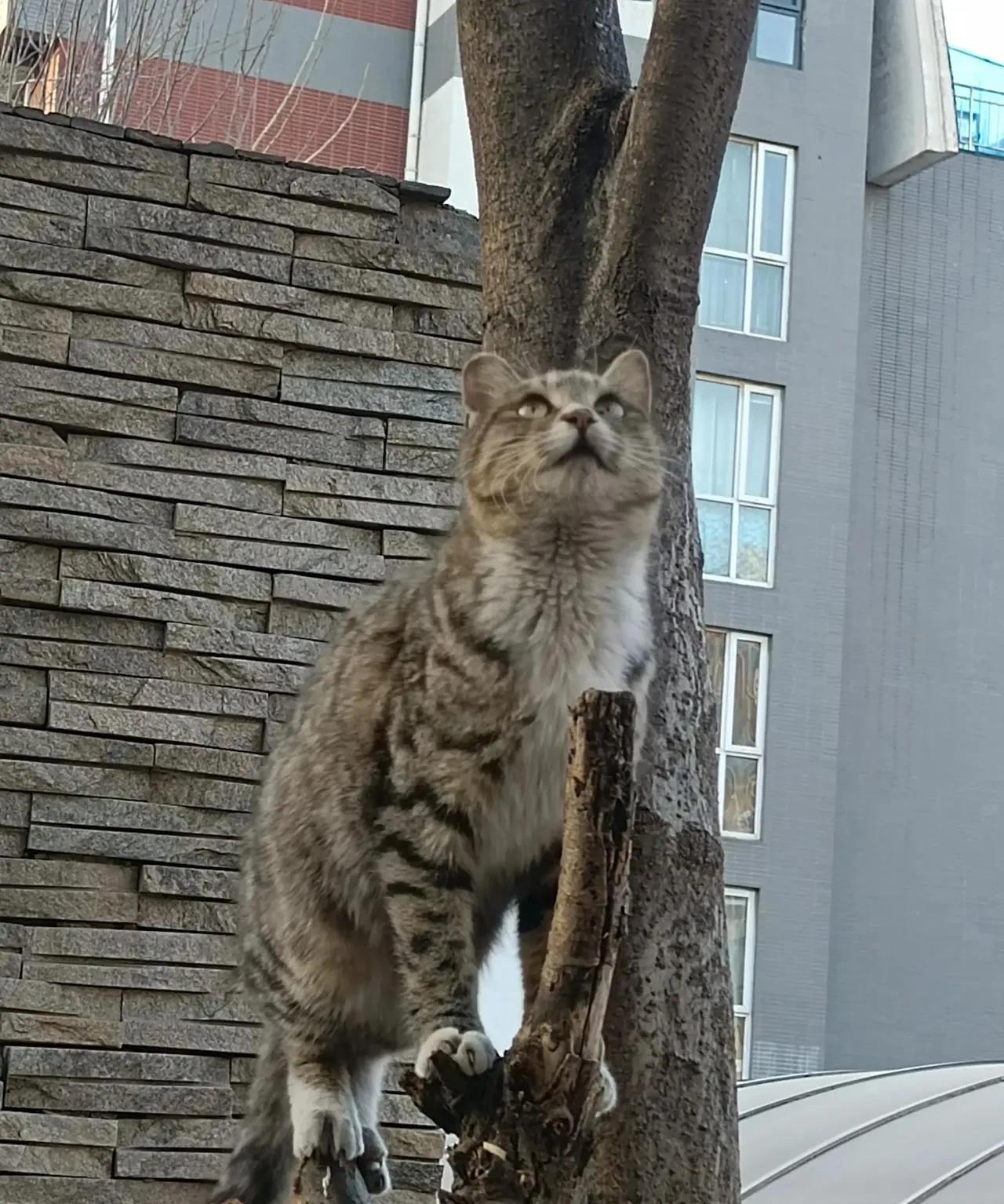 之前养过一只流浪猫，养了它三个月，有天晚上带它下去玩，居然趁我不注意就跑了，再也