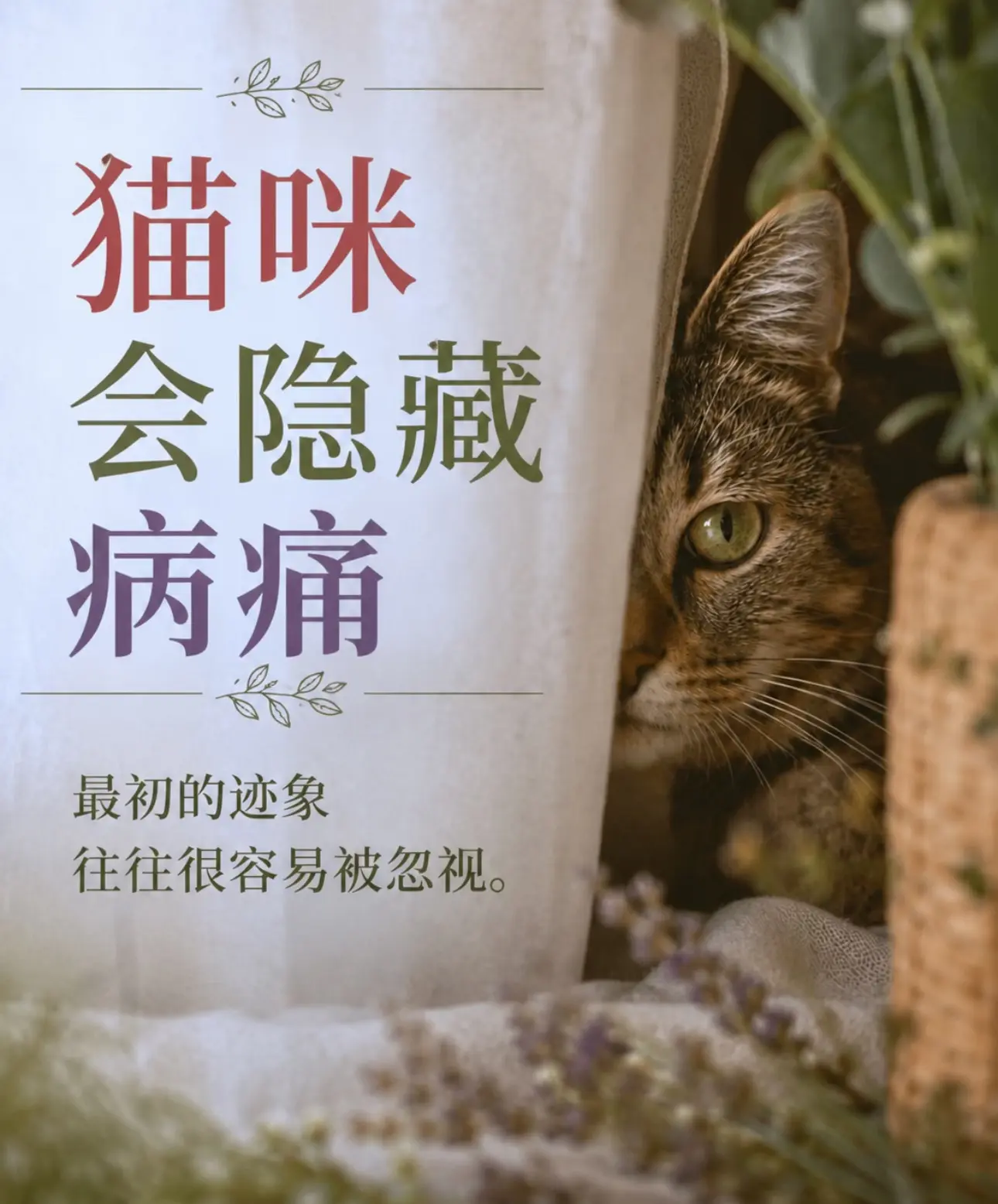 猫咪会本能地隐藏疾病、疼痛和虚弱的迹象。研究表明，猫咪会本能地隐藏疾病...