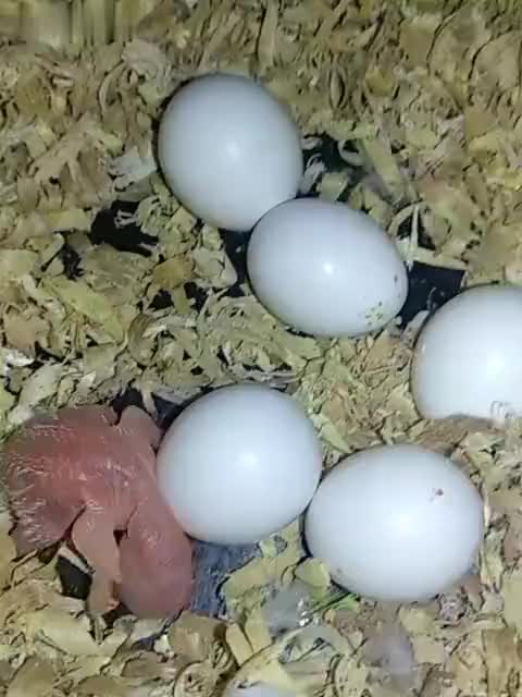 成精了哦~人类无法阻止鹦鹉唱黄土高坡了