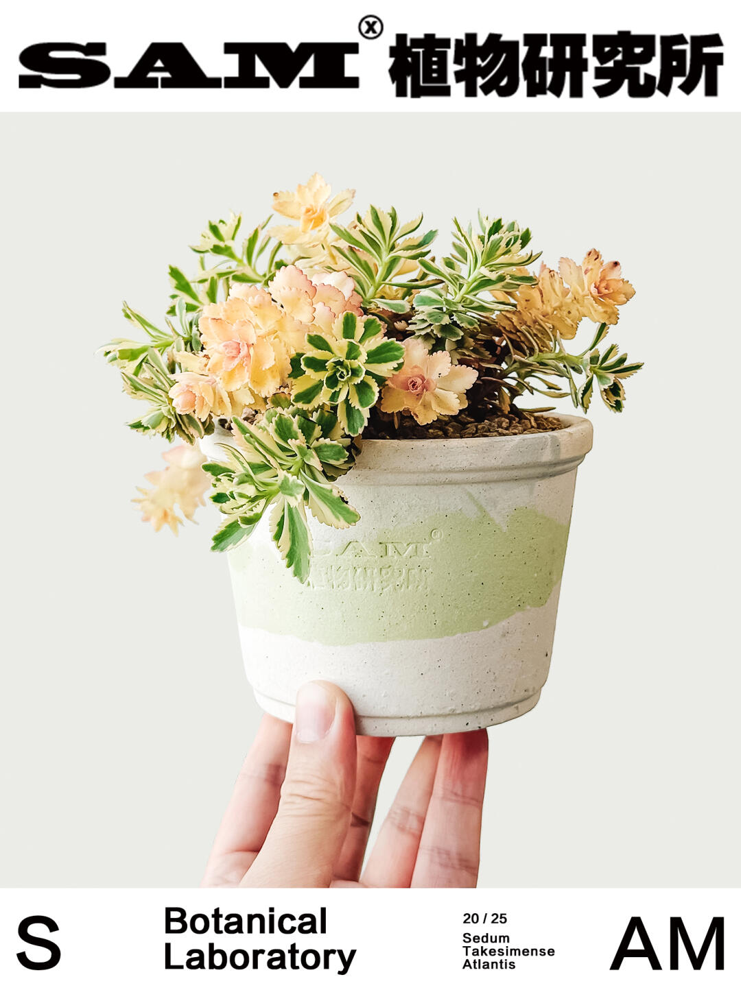 亚特兰蒂斯｜Sedum Takesimense 'Atlantis'