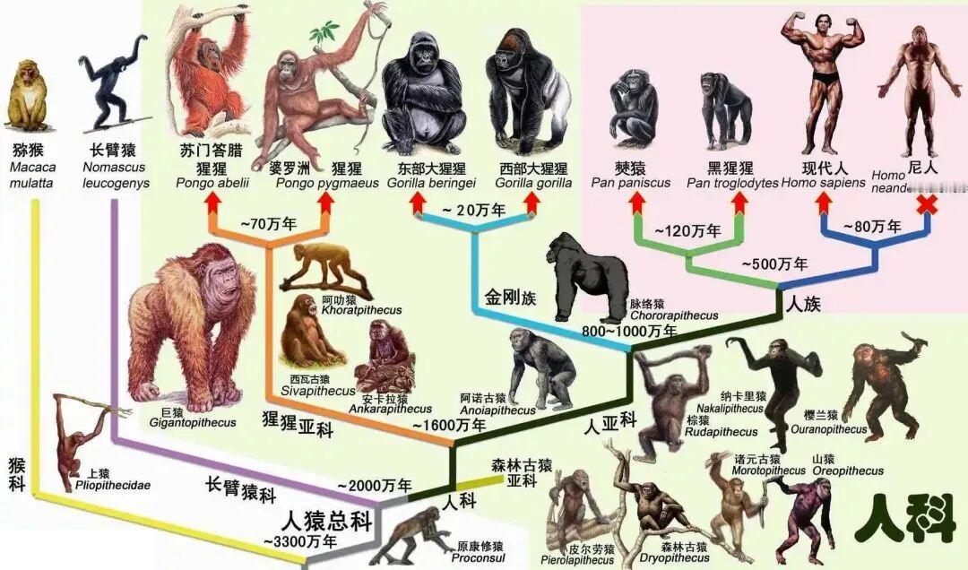 古人类是什么时候失去尾巴的？确切地说，应该是类人猿下目动物是怎么褪去尾巴的？