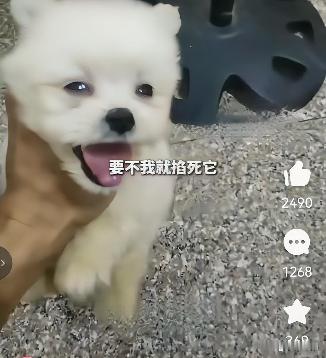 眼珠泛白，口吐舌头这双手差点结束了这只狗幼小的生命。某地一男子在网上购买了一