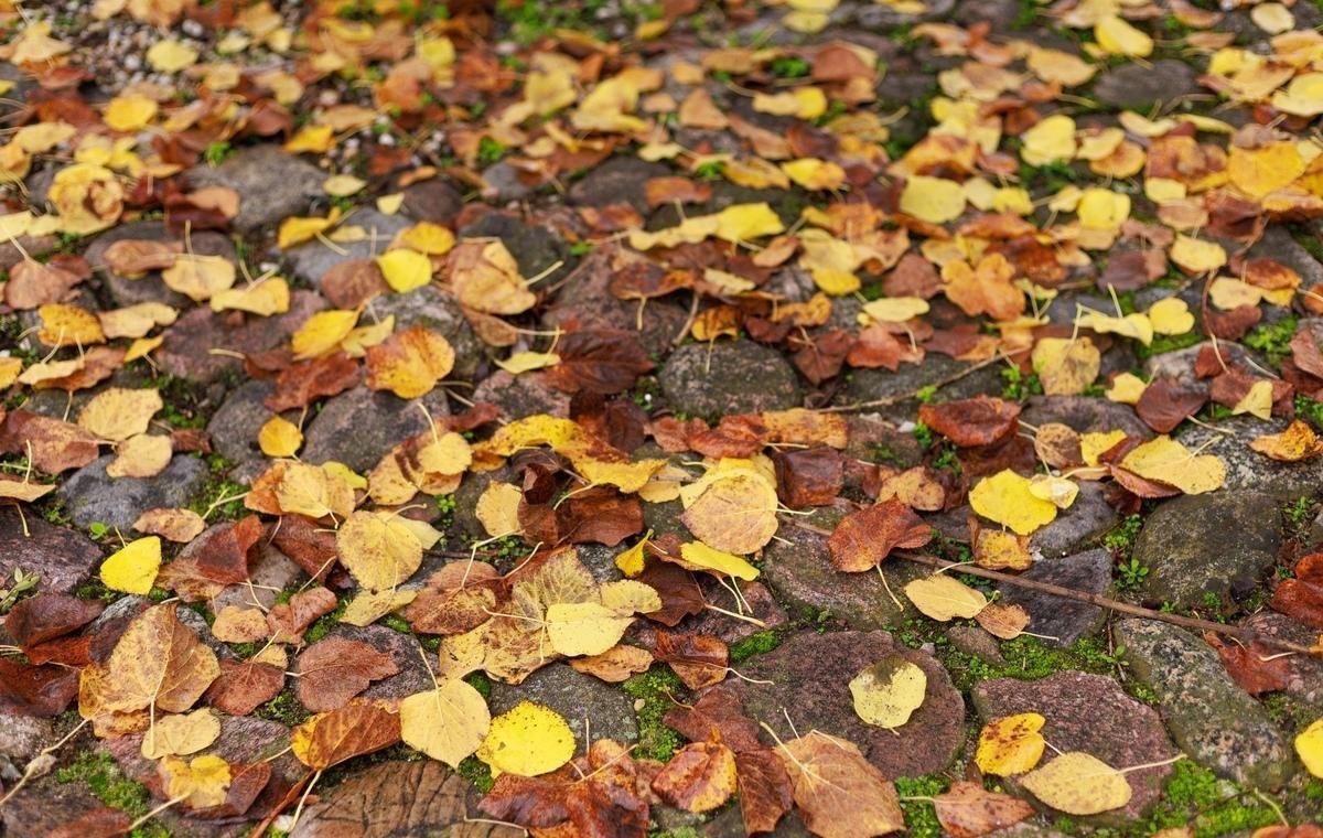 这雨没完没了的下🌧️从昨天晚上下到现在都没有停下来的意思虽然下的不是很大但
