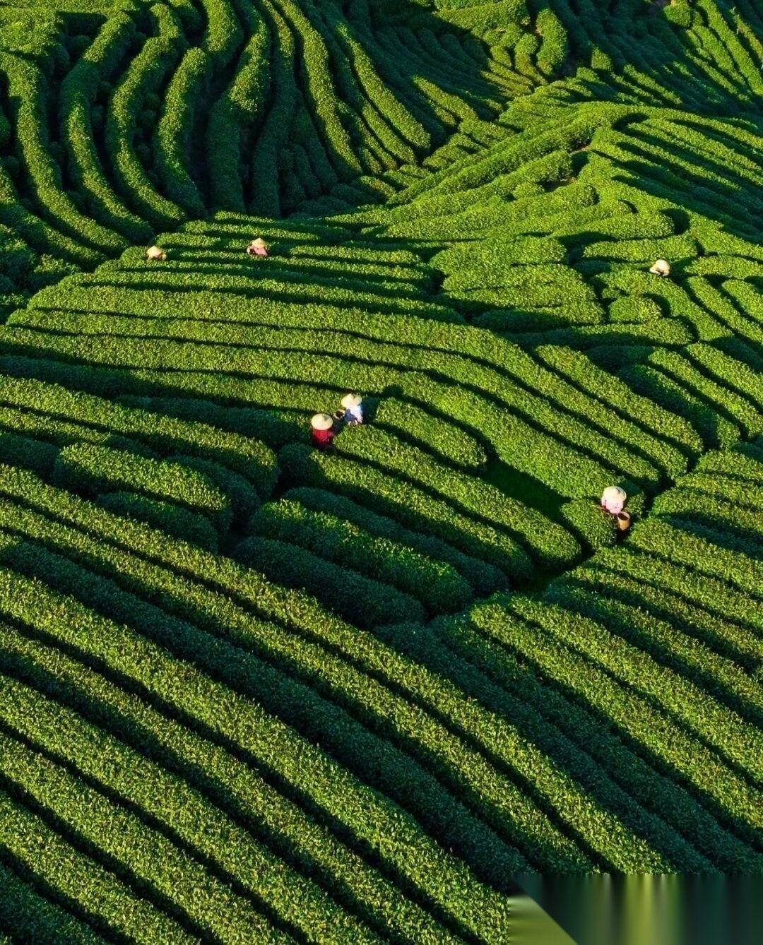 新鲜绿茶，要想喝久一点，绝对不能直接装入无内衬的铁盒/铁罐中。大家听我说，主要
